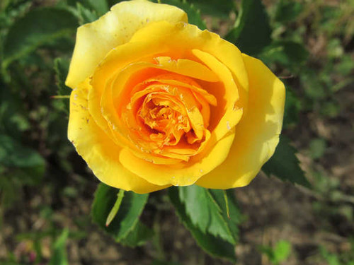 Jual Poster Flowers Rose 302APC