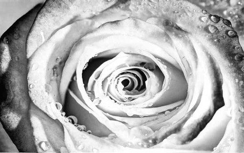 Jual Poster Flowers Rose 305APC