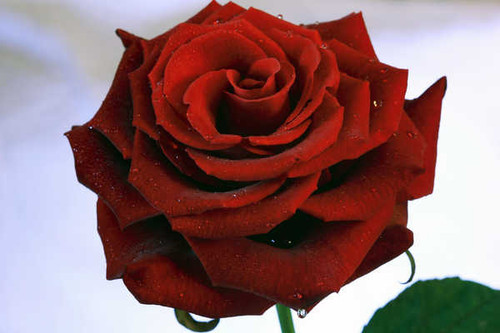 Jual Poster Flowers Rose 347APC