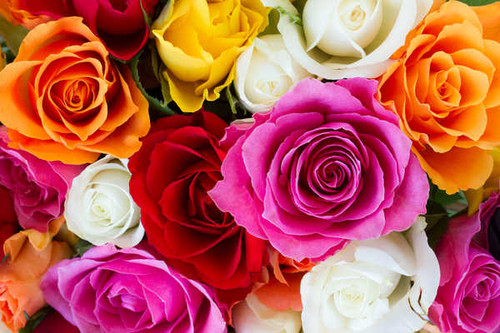 Jual Poster Flowers Rose 383APC