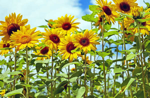 Jual Poster Flowers Sunflower 061APC