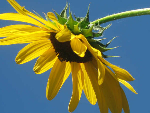 Jual Poster Flowers Sunflower 075APC