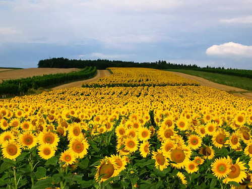 Jual Poster Flowers Sunflower 082APC