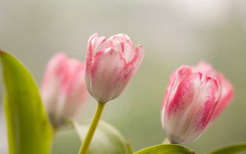 Jual Poster Flowers Tulip 028APC