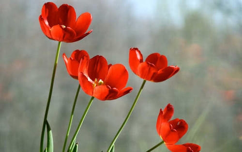 Jual Poster Flowers Tulip 029APC