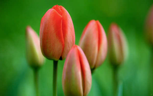 Jual Poster Flowers Tulip 041APC