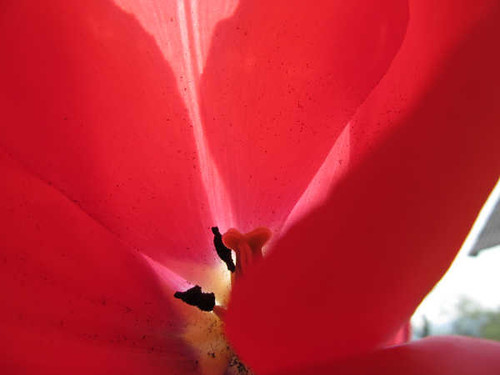 Jual Poster Flowers Tulip 044APC