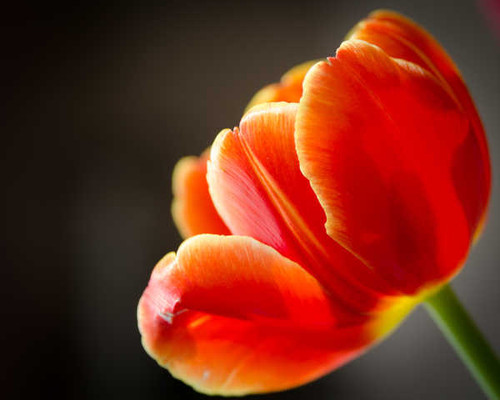 Jual Poster Flowers Tulip 052APC