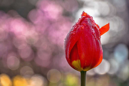 Jual Poster Flowers Tulip 104APC