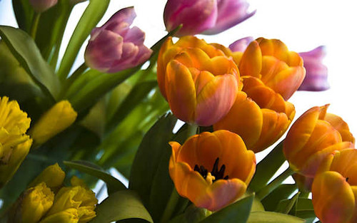 Jual Poster Flowers Tulip 122APC