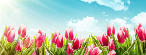 Jual Poster Flowers Tulip 134APC