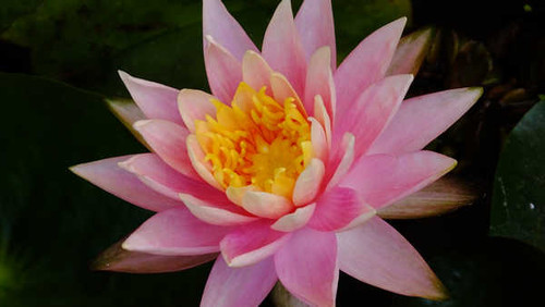 Jual Poster Flowers Water Lily 010APC Jual Poster Flowers Water Lily 010APC