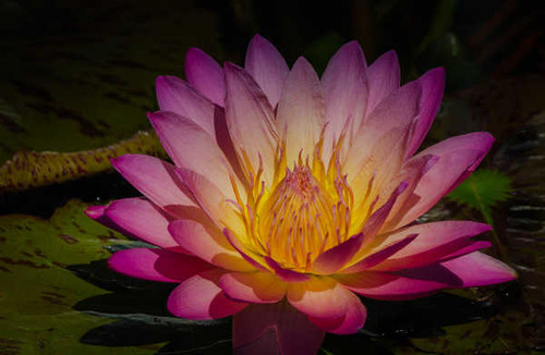 Jual Poster Flowers Water Lily 021APC