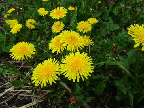 Jual Poster Flower Weed Earth Dandelion 002APC