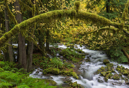 Jual Poster Moss Nature Stream Tree Yellow Flower Earth Stream APC Jual Poster Moss Nature Stream Tree Yellow Flower Earth Stream APC