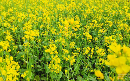 Jual Poster Mustard Plant Flowers Flower 001APC