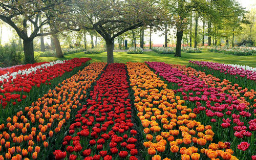 Jual Poster Park Flowers Tulip APC