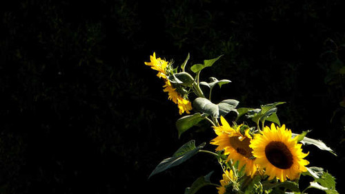 Jual Poster Photoshop Sunflower Flowers Sunflower APC