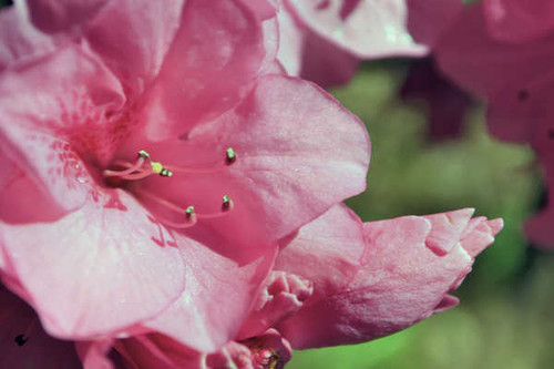 Jual Poster Pink Flower Flowers Rhododendron APC