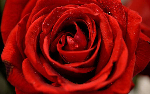 Jual Poster Red Rose Flowers Rose APC