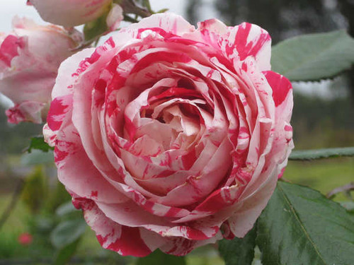Jual Poster Rose Flowers Peppermint Rose APC