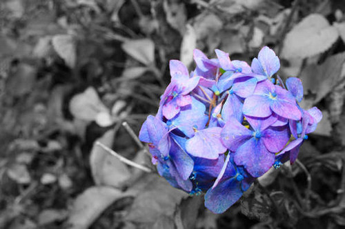 Jual Poster Selective Color Flowers Hydrangea 89250APC