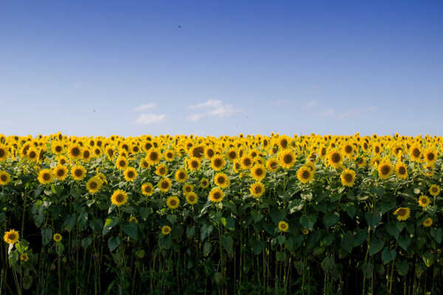 Jual Poster Summer Sunflower Yellow Flower Flowers Sunflower APC
