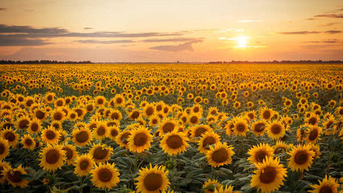 Jual Poster Sunset Flowers Sunflower 7APC Jual Poster Sunset Flowers Sunflower 7APC