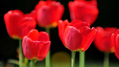 Jual Poster Tulip Flowers Tulip 013APC