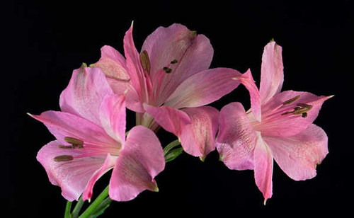 Jual Poster Alstroemeria Closeup Black background Pink color WPS