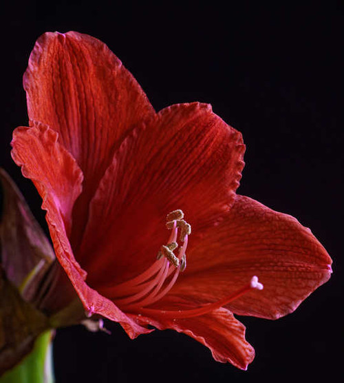 Jual Poster Amaryllis Closeup Black background Red WPS 002