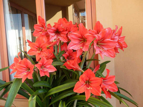 Jual Poster Amaryllis Pink color WPS