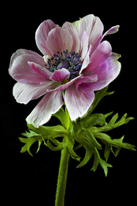 Jual Poster Anemones Closeup Black background WPS