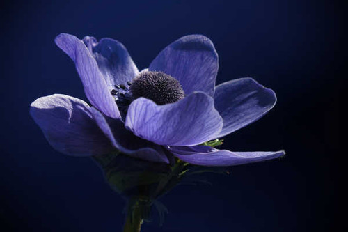 Jual Poster Anemones Closeup Blue WPS