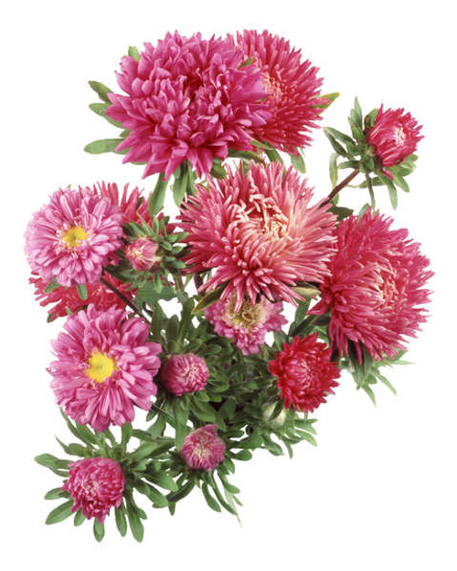 Jual Poster Asters Closeup White background Pink color WPS