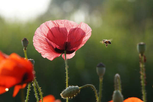 Jual Poster Bees Insects Poppies Red Pink color WPS