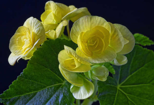 Jual Poster Begonia Closeup Yellow WPS 002