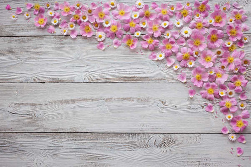 Jual Poster Bellis Wood planks Petals WPS