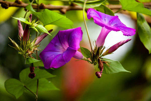 Jual Poster Bindweed Closeup Violet Foliage WPS