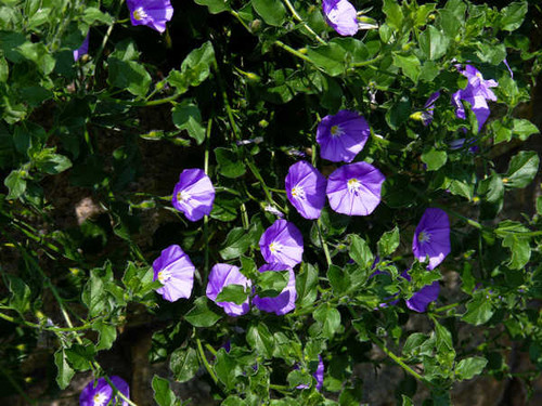 Jual Poster Bindweed Violet Foliage WPS