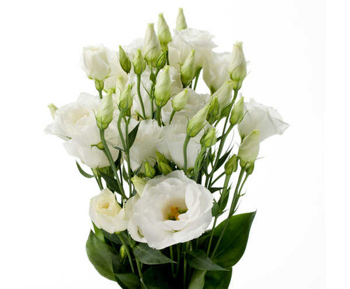 Jual Poster Bouquets Eustoma White WPS 001