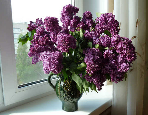 Jual Poster Bouquets Lilac Vase WPS 002