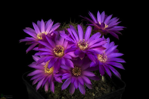 Jual Poster Cactuses Closeup Black background Violet WPS 001