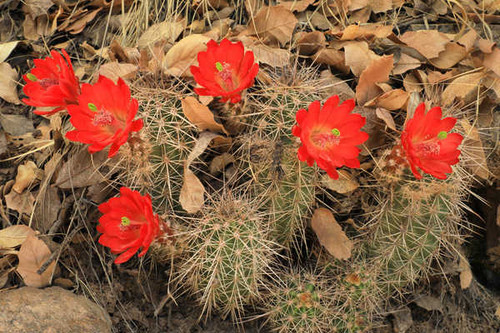 Jual Poster Cactuses Closeup Red WPS 002