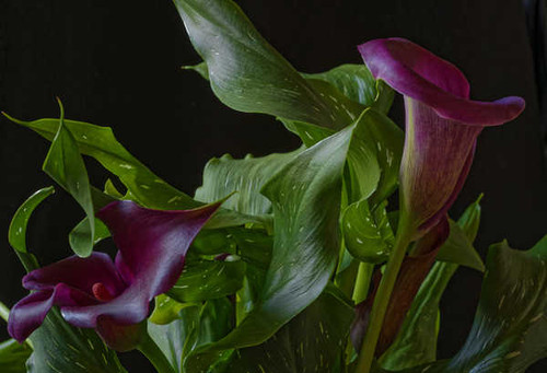 Jual Poster Callas Closeup Two Wine color Foliage WPS