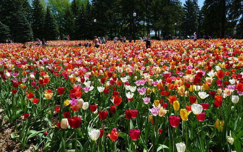 Jual Poster Canada Parks Tulips Many Botanical Gardens WPS