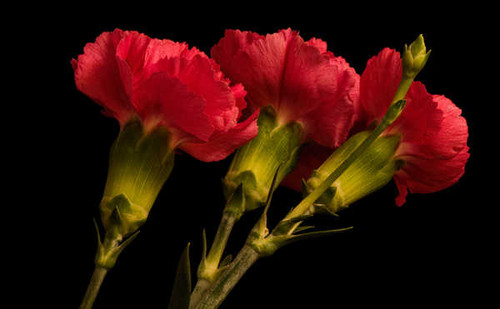 Jual Poster Carnations Black background Three 3 Red WPS
