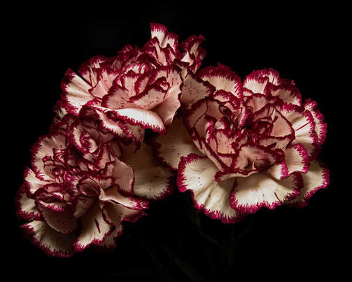 Jual Poster Carnations Closeup Black background Three 3 WPS