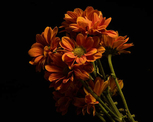 Jual Poster Chrysanthemums Closeup Black background Orange WPS 001