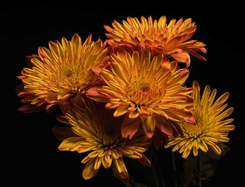 Jual Poster Chrysanthemums Closeup Black background Orange WPS 002
